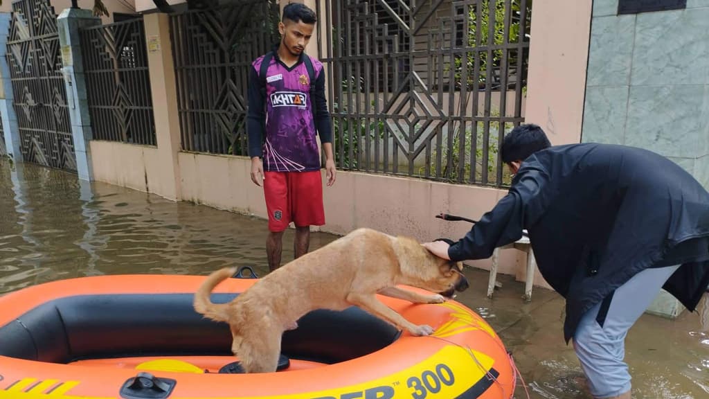 বন্যার পানিতে বাসস্থান ও খাবার সংকটে পশুপাখি