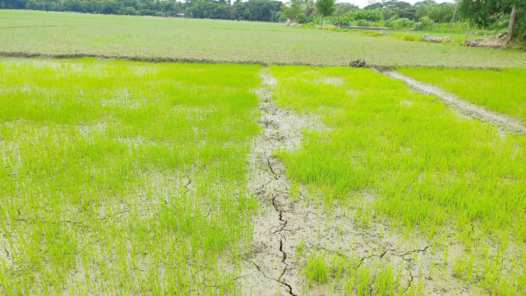 পানির অভাবে আমন চাষ করতে পারছেন না শরণখোলার কৃষকেরা