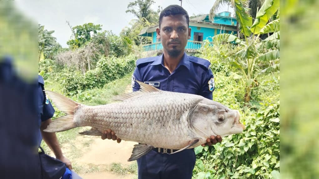 হালদা নদীতে ভেসে উঠল ১২ কেজি ওজনের মৃত কাতলা মাছ