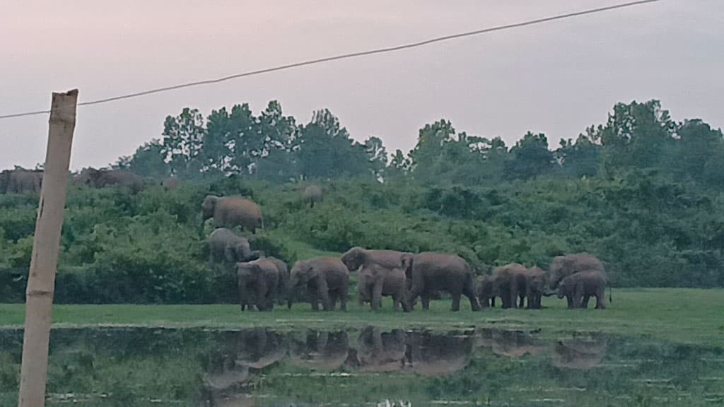 সন্ধ্যা হলেই লোকালয়ে হাতির পাল, আতঙ্কে নির্ঘুম রাত কাটাচ্ছে এলাকাবাসী