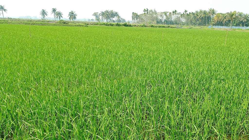 বোরোর ভালো ফলনের আশা