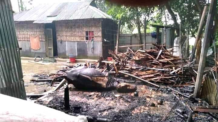 কালীগঞ্জে বজ্রপাতে গোয়ালঘরসহ ২টি পশু পুড়ে ছাই