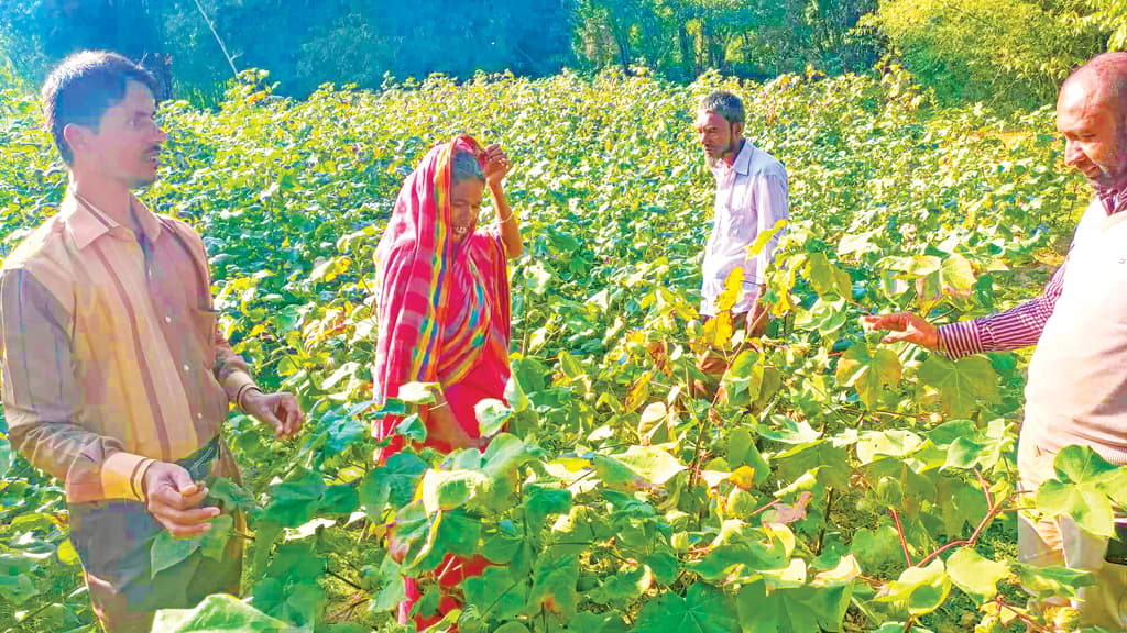 পতিত জমিতে তুলা চাষে খোদেজার সাফল্য