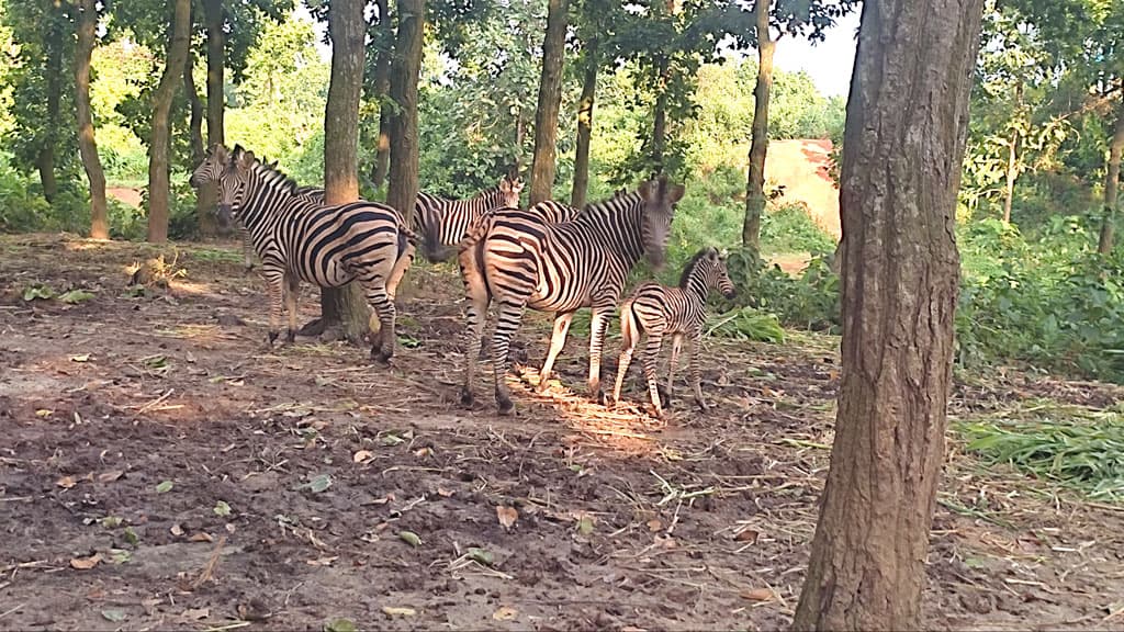 বঙ্গবন্ধু শেখ মুজিব সাফারি পার্কে দুটি জেব্রা শাবকের জন্ম