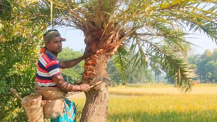 খেজুর রস সংগ্রহে ব্যস্ত লোহাগড়ার গাছিরা