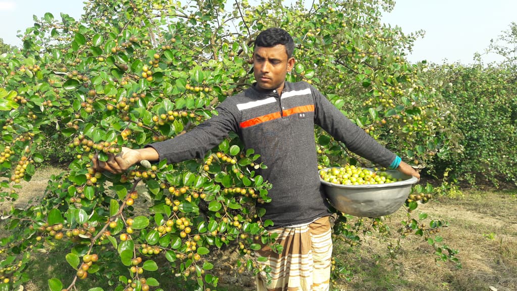 টক কুলে মিষ্টি হাসি