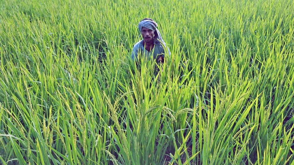 আমনের ভালো ফলনের আশা