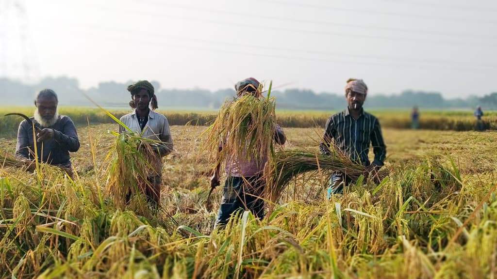 আমনে বাম্পার ফলনের আশা