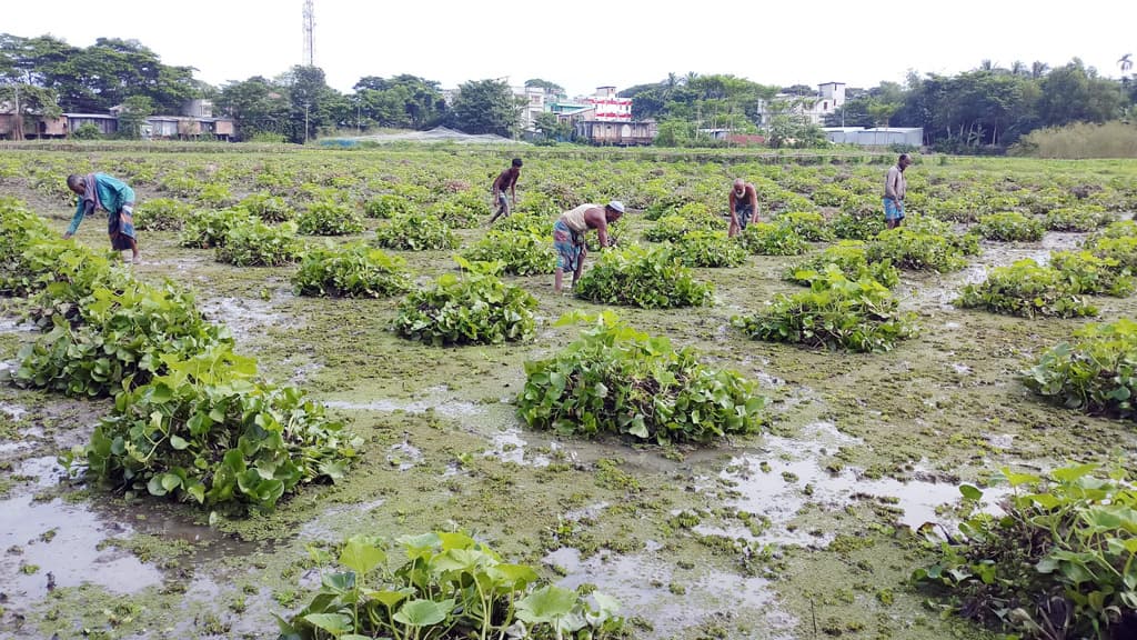 শীতকালীন সবজি চাষে  ব্যস্ত কৃষকেরা