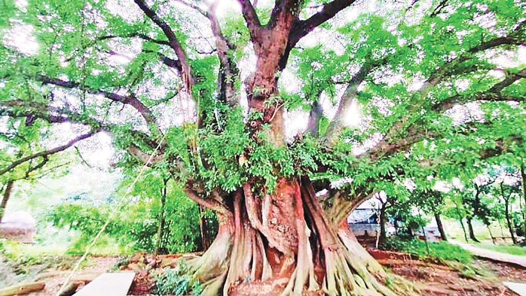 বিলের ধারে বিরল বৃক্ষ