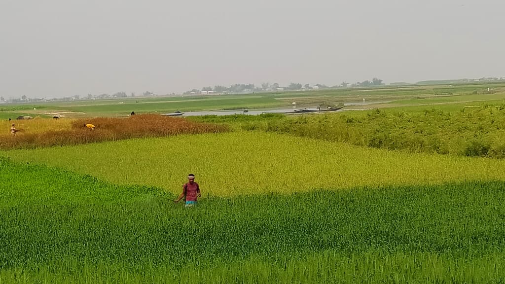 ১১ হাজার হেক্টরে রবিশস্য