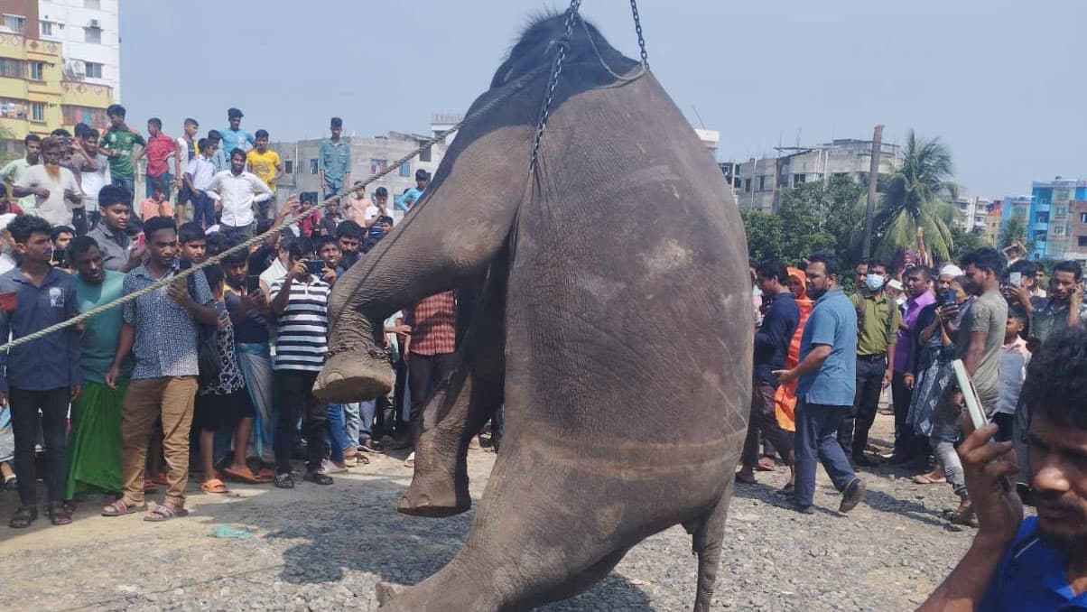 উত্তরায় ট্রেনের ধাক্কায় হাতির মৃত্যু 