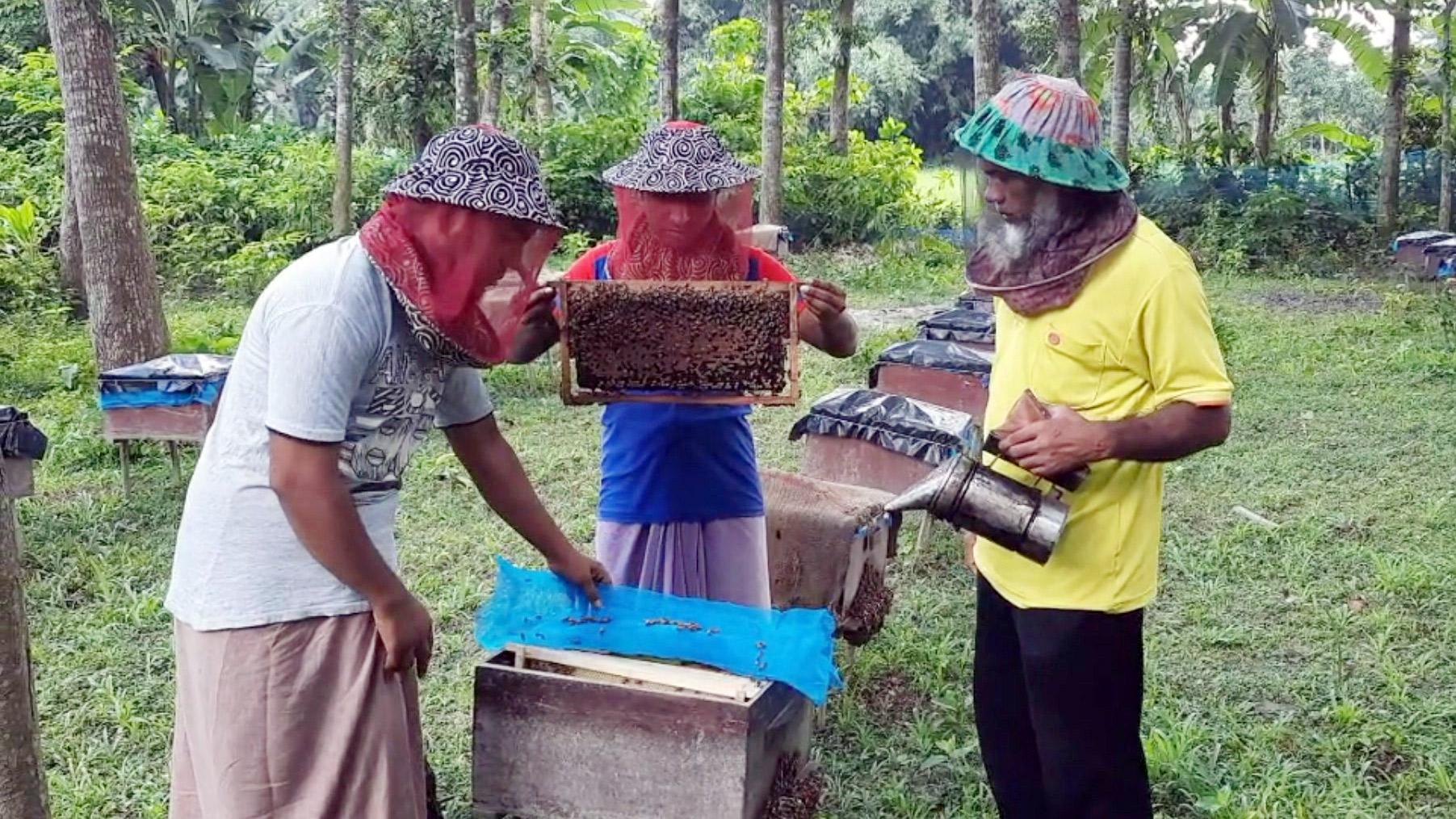 কুলের ফুল থেকে মধু সংগ্রহ