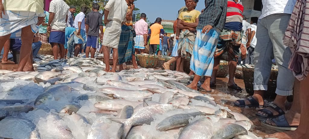 বরিশালে ইলশেগুঁড়ি বৃষ্টি, ধরা পড়ছে বড় বড় ইলিশ