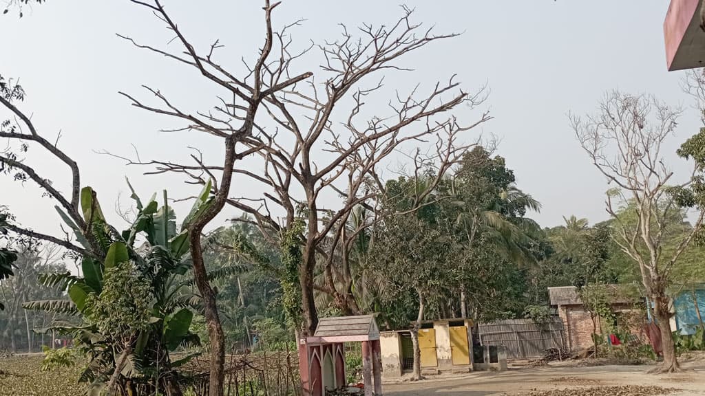 অজানা ছত্রাকের হানা শিরীষগাছের মড়ক