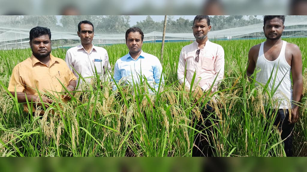 এক বিঘাতেই ৩৫ মণ ধান