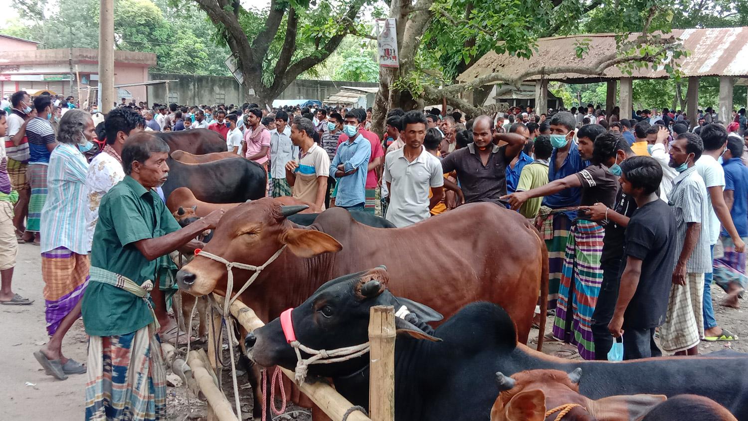 হরিরামপুরে পশুর হাটে ক্রেতা বেশি বিক্রি কম