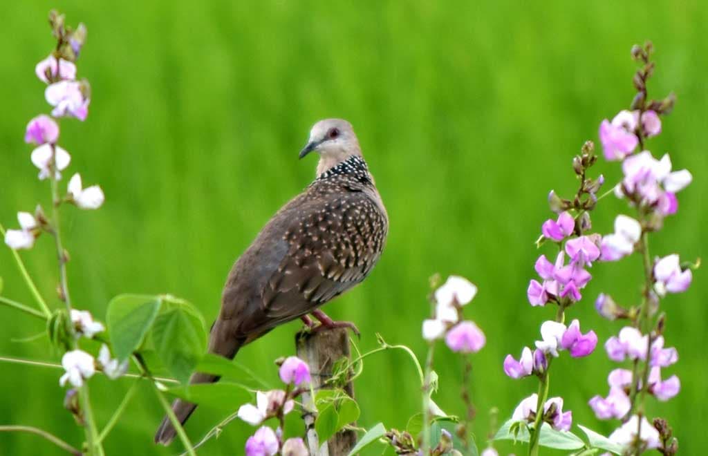 দিনের ছবি (১৭ সেপ্টেম্বর, ২০২৩)