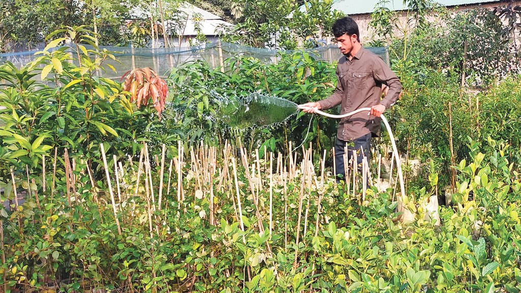 সবুজে-সবুজে মাঈনের দিনবদল