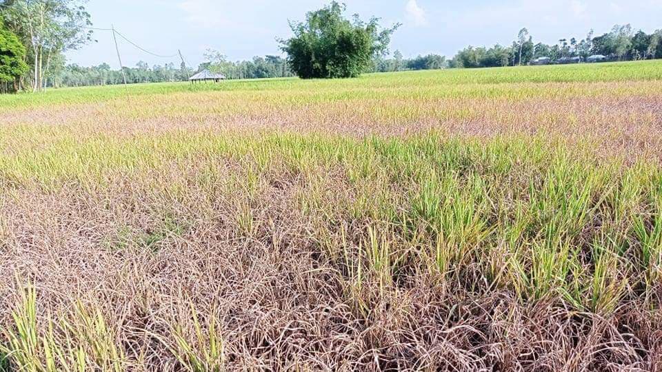 ডিমলায় আমন ধানে পোকার আক্রমণ, দিশেহারা কৃষক