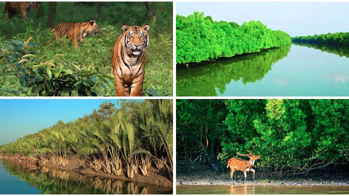 সুন্দরবন রক্ষায় স্বতন্ত্র বাহিনী গঠনের প্রস্তাব