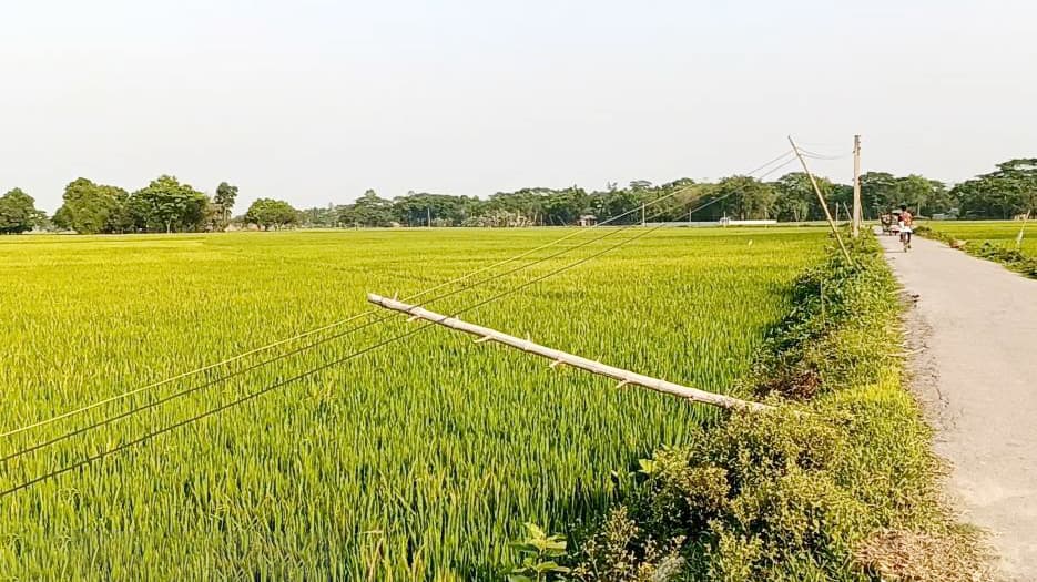 বাঁশের খুঁটিতে বিদ্যুতের লাইন, তার পড়ে আছে ধানখেতে