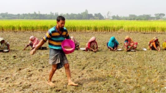 গুরুদাসপুরে ঋণের বোঝা কাঁধে নিয়ে রসুন চাষ