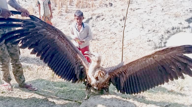 কলাপাড়ায় ধানখেত থেকে বিরল প্রজাতির শকুন উদ্ধার