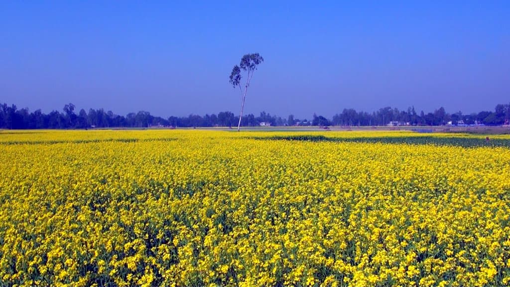 দিগন্তজুড়ে হলুদের আবাহন