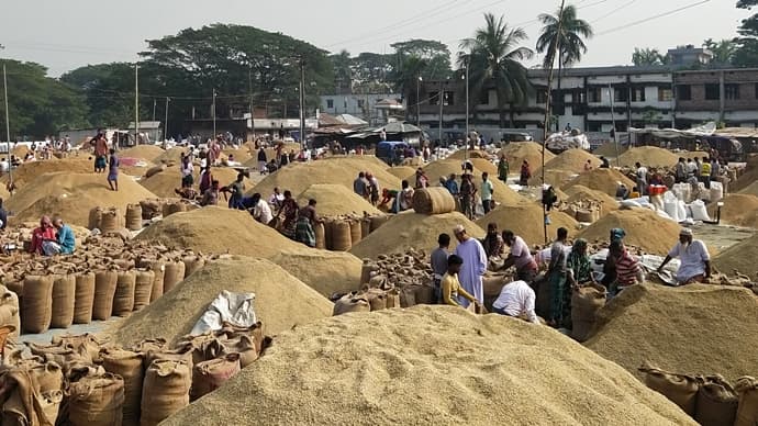 বাউফলে আমনের বাম্পার ফলনে খুশি কৃষকেরা