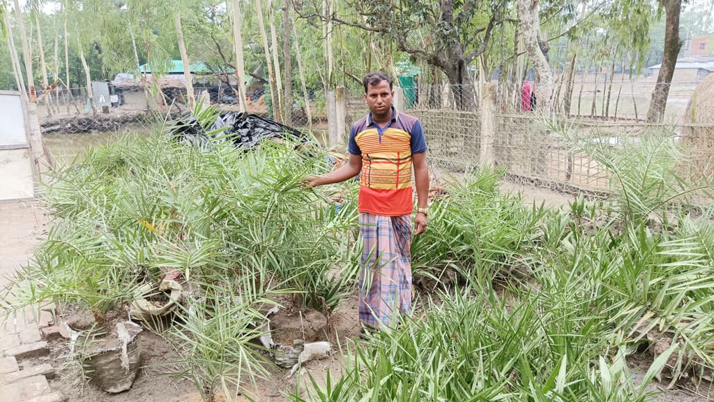 কাতার থেকে আনা ১০ হাজার খেজুরবীজে স্বাবলম্বী জসিম