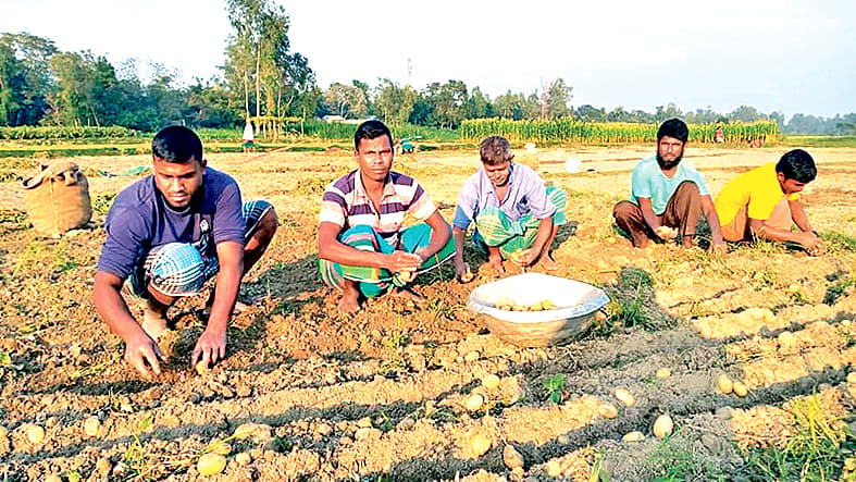 আলু বেচে খরচের টাকাও তুলতে পারছেন না কৃষক