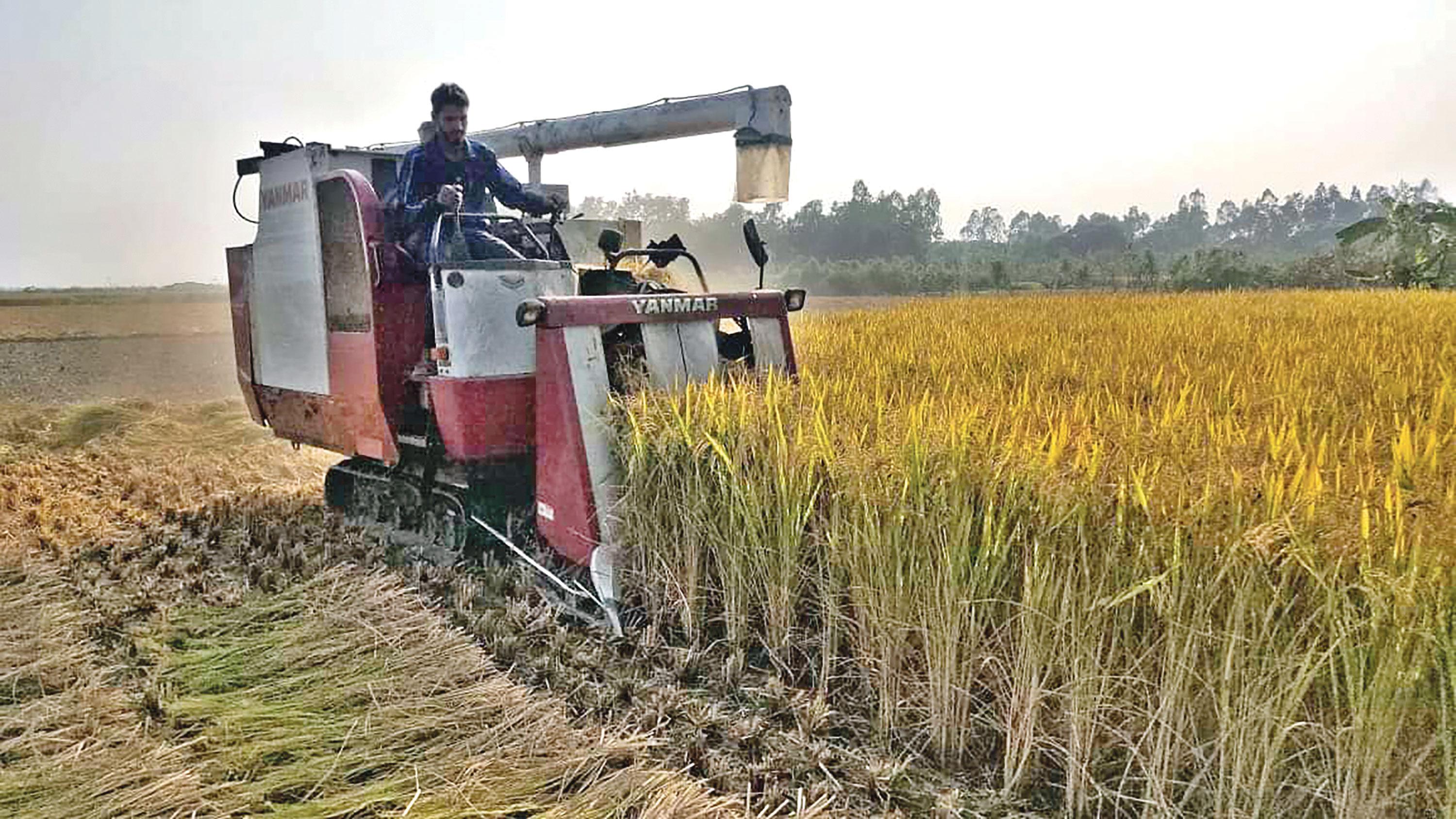 ধান কাটার শ্রমিক সংকটে ভরসা হারভেস্টর