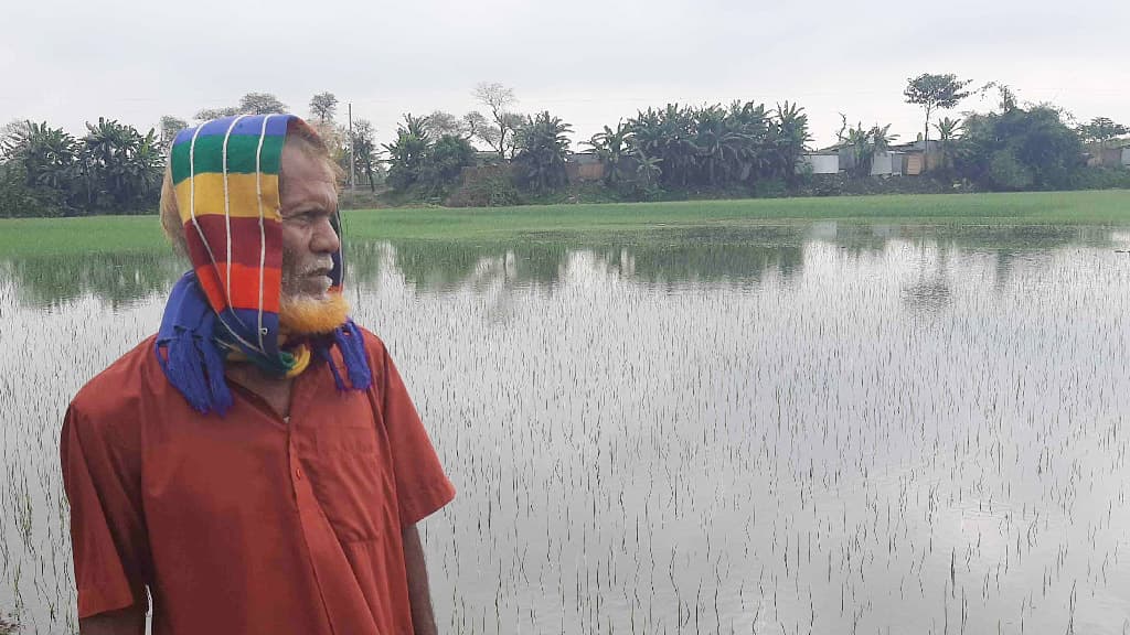 রাজবাড়ীতে কৃষকের পেঁয়াজ-রসুন পানির নিচে, তথ্য নেই কৃষি অফিসে