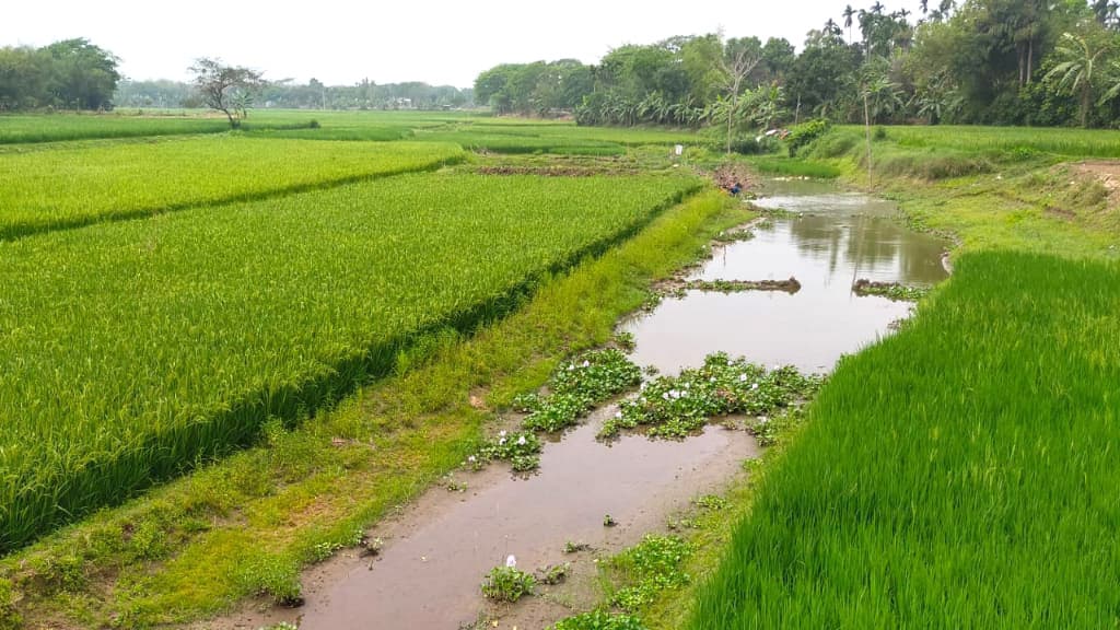 খরস্রোতা সুরিয়া নদীর ভরাট বুকে সবুজ ফসলের মাঠ