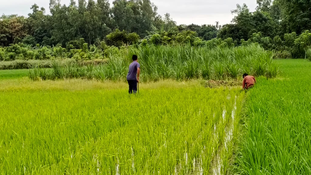 দিনের ছবি (২৫ সেপ্টেম্বর, ২০২৩)