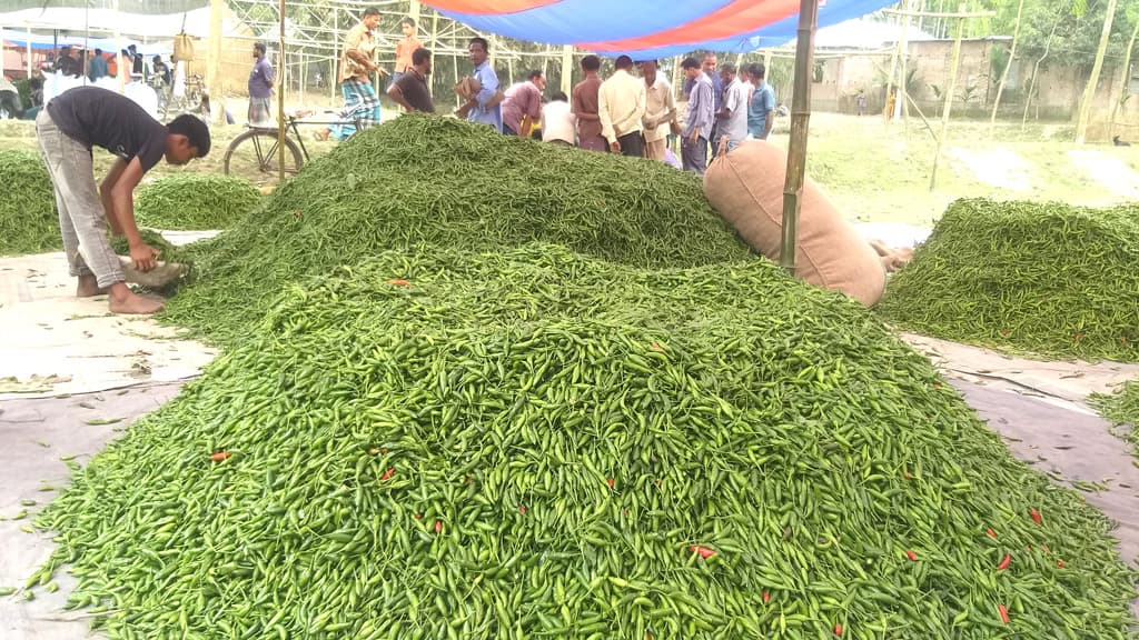 কাঁচা মরিচের দাম এক লাফে বাড়ল ২০ টাকা