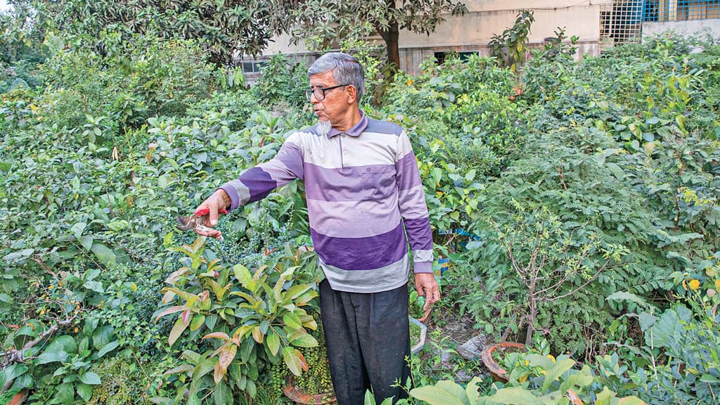 মহিরুহ নয়, সে বনসাই