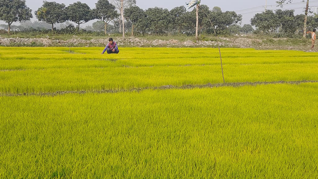 বোরো বীজতলায় শীতের হানা