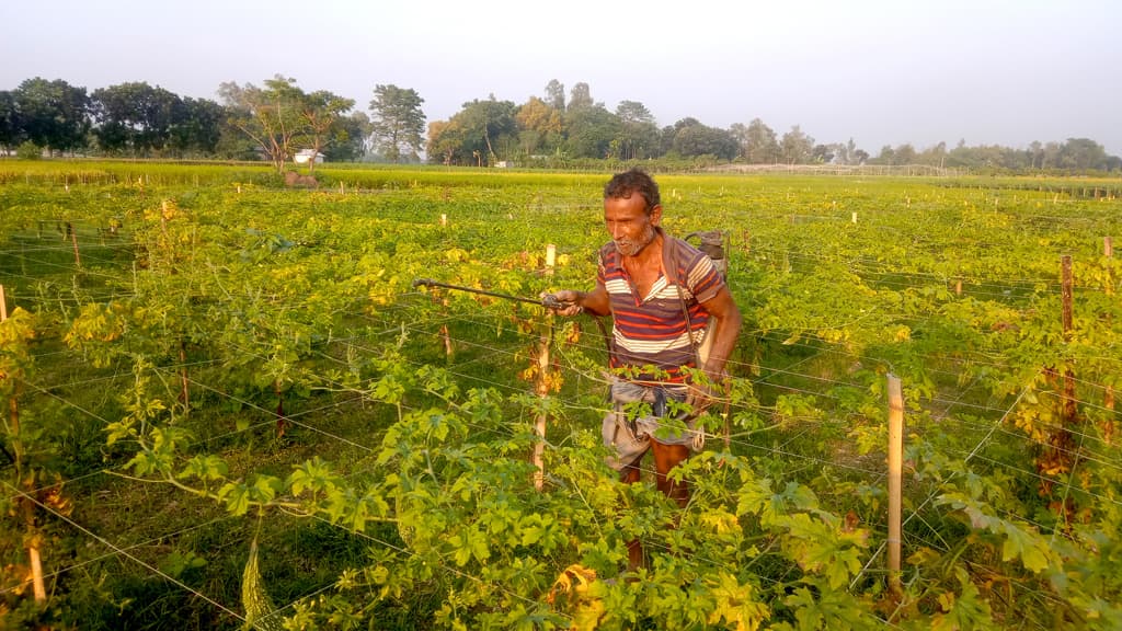 জামালপুরে সবজির বাম্পার ফলনে খুশি কৃষকেরা