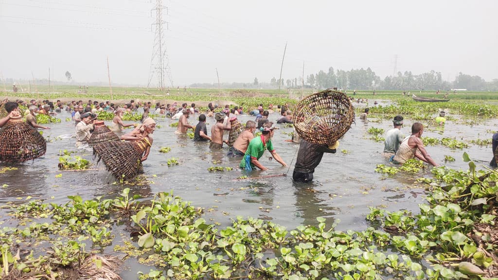 রায়পুরায় ‘পলো বাওয়া’ উৎসবে মাতলেন মাছ শিকারিরা