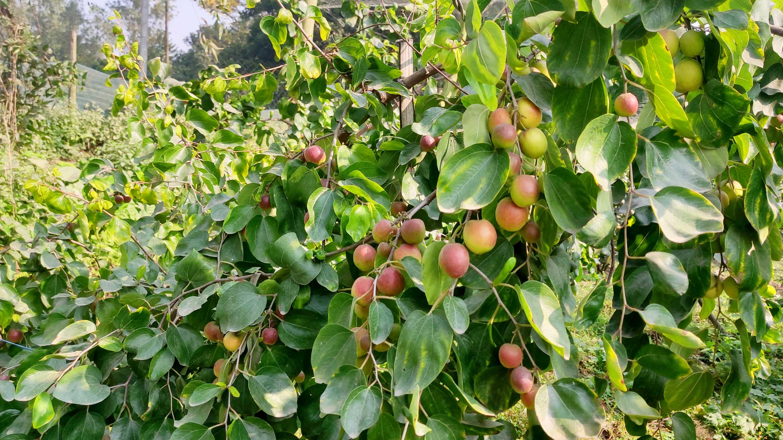 শখের বশে নতুন জাতের বরই চাষে সফলতা