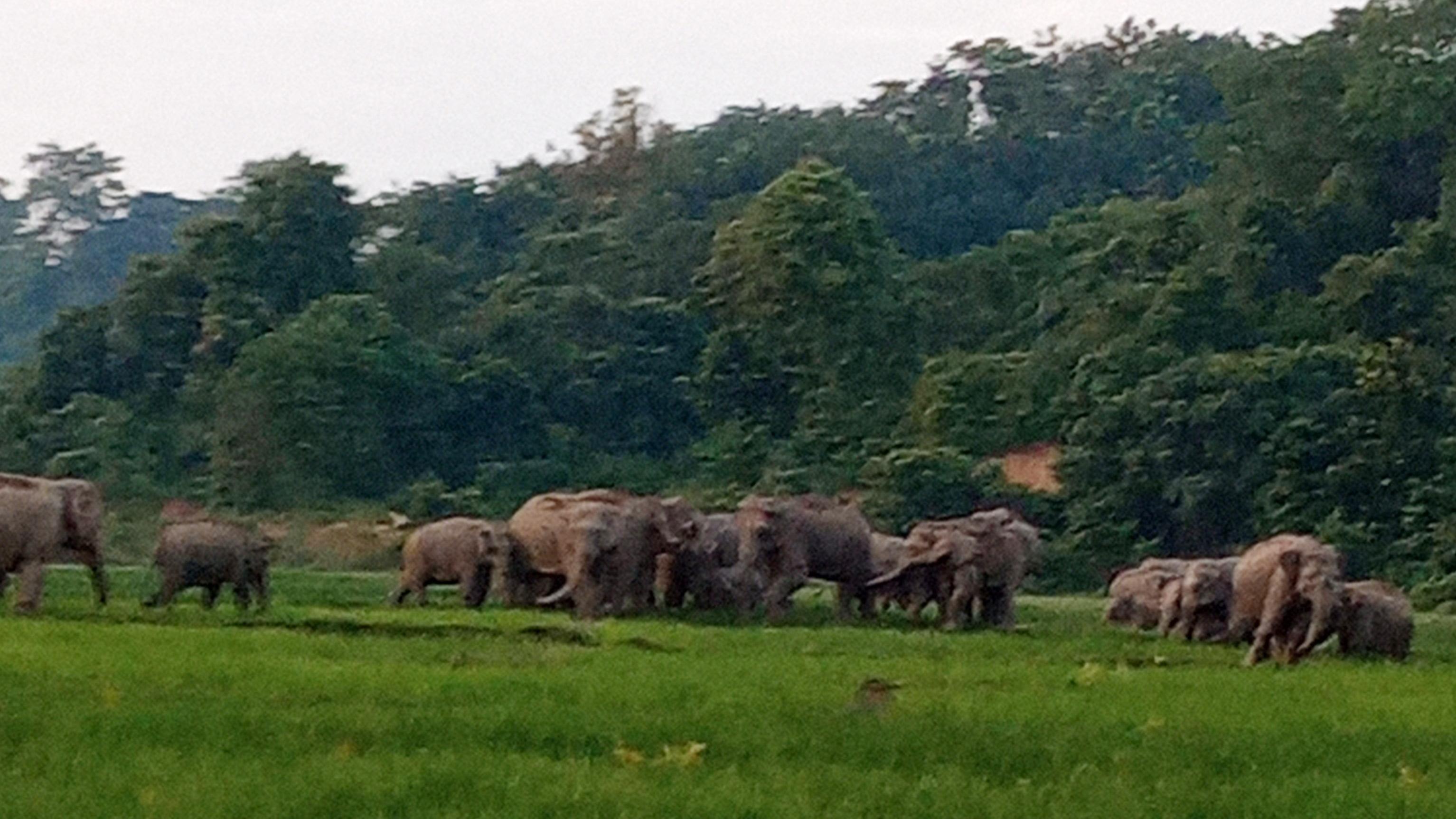 হাতির পায়ে পিষ্ট কৃষকের স্বপ্ন