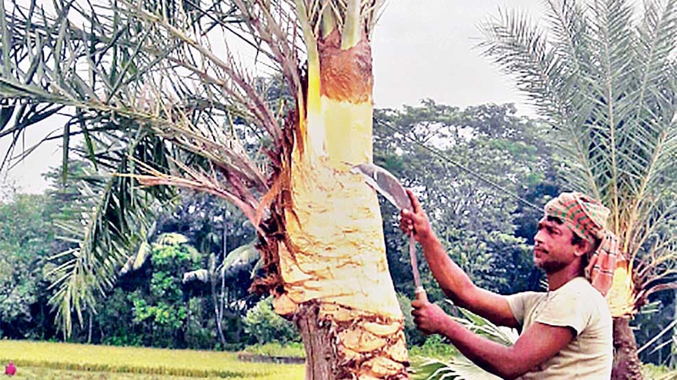 রস সংগ্রহে ব্যস্ত গাছিরা