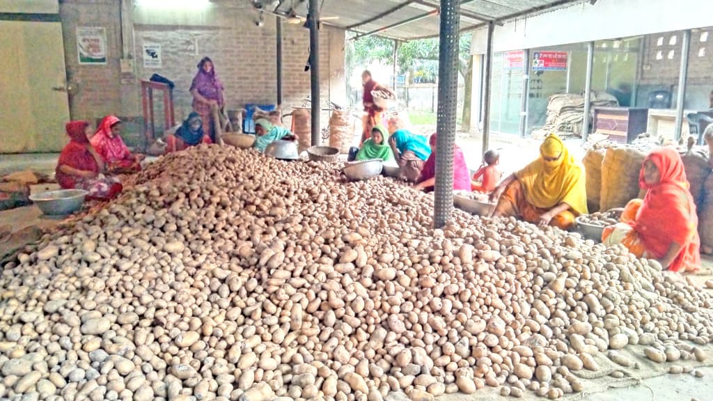 আলু নিয়ে বিপাকে চাষিরা