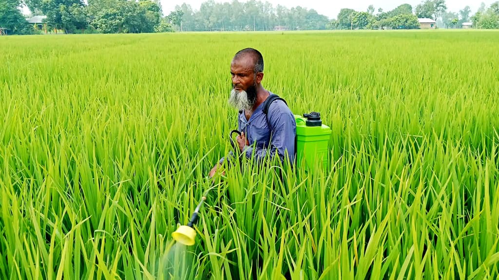 আমনখেতে পোকার আক্রমণ, কাজ হচ্ছে না কীটনাশকেও