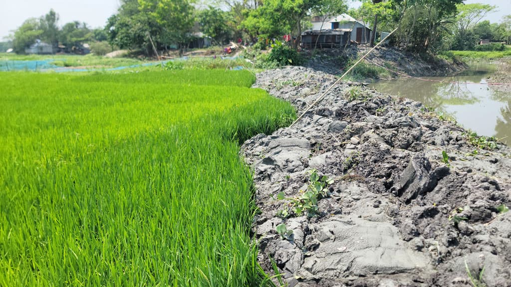 খননের মাটি ধানখেতে ক্ষতিপূরণ চান কৃষক