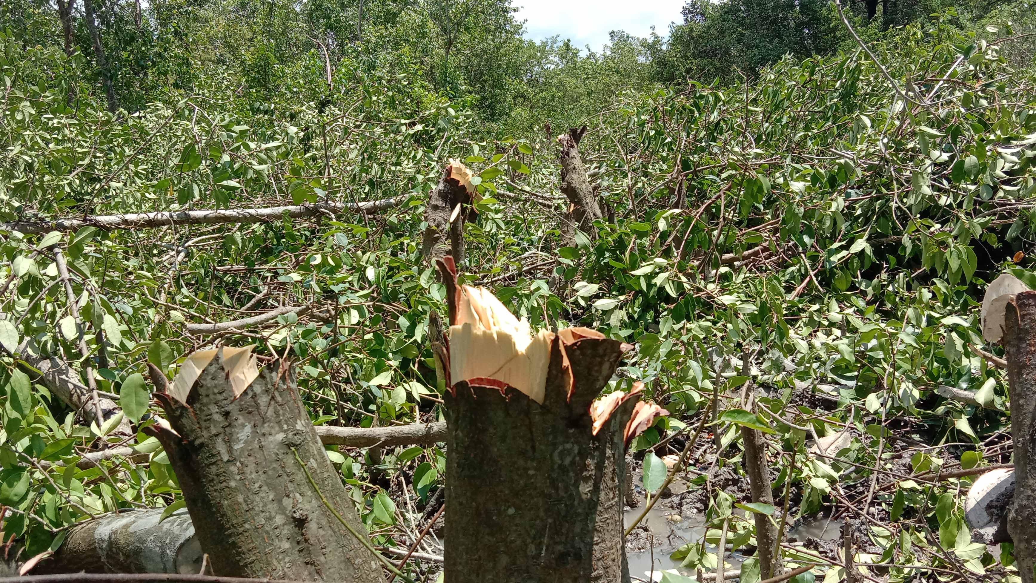 ঘেরের জন্য বন উজাড়