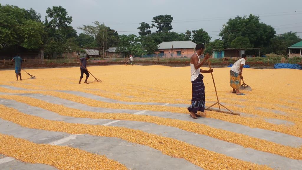 আলুর লোকসান ভুট্টায় পোষাচ্ছেন কৃষক