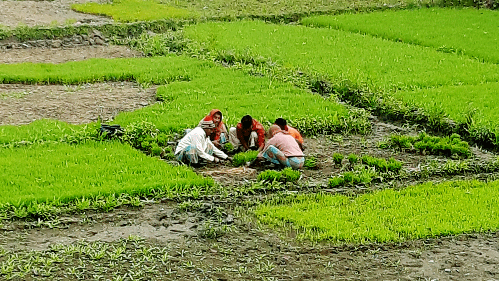 ডিজেলের দাম বাড়ায় বিপাকে বোরোচাষিরা